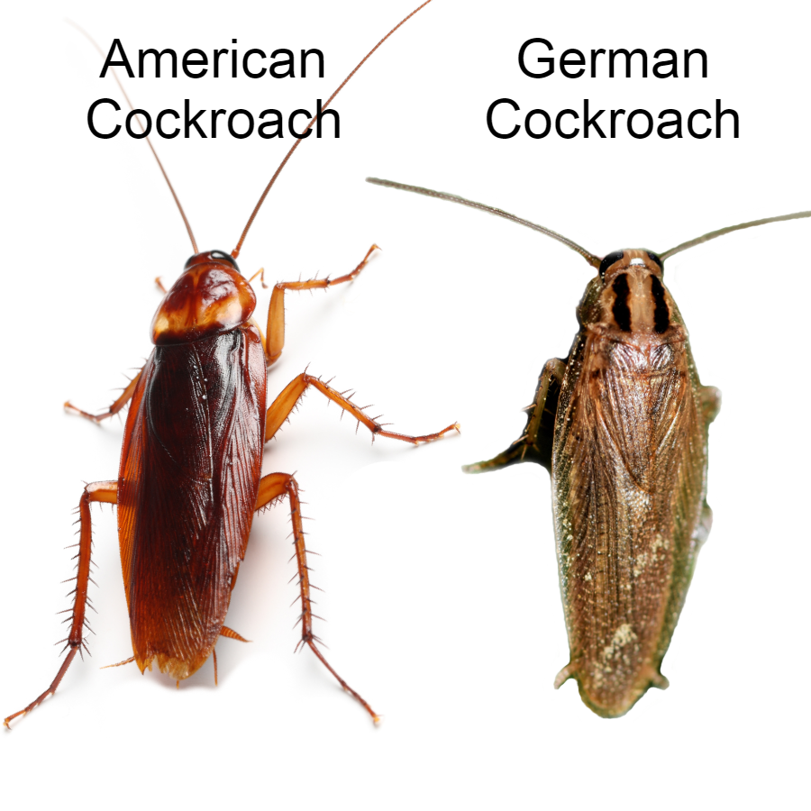 American Cockroach vs German Cockroach