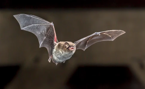 Bat Flying in an Attic
