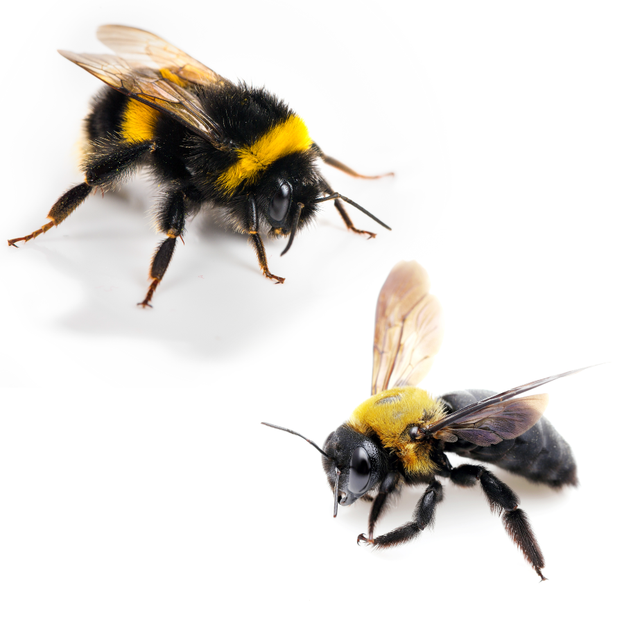 Carpenter Bee vs Bumblebee