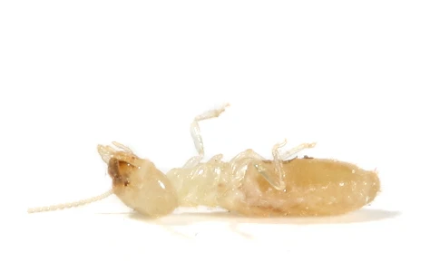 dead termite laying on its back