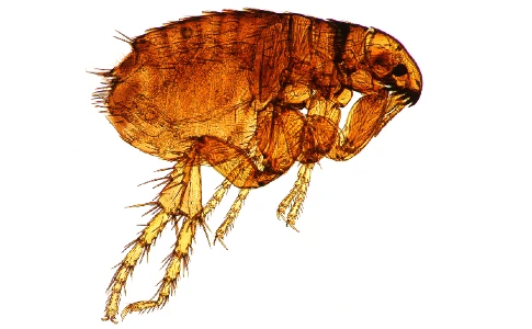 Flea image