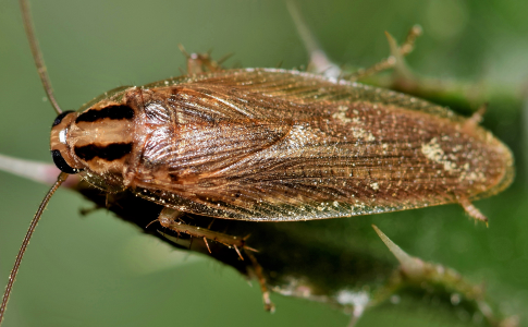 German Cockroach