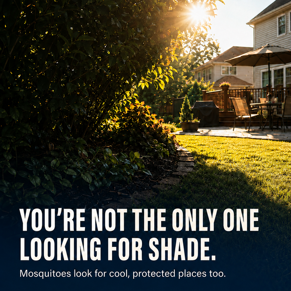 Deep shade beside a sunlit Georgia backyard, illustrating protected mosquito resting areas.