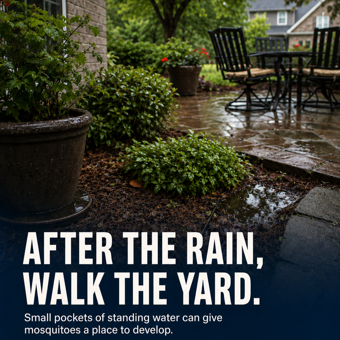 Standing rainwater in a flowerpot saucer and low area of a Georgia yard after rain.