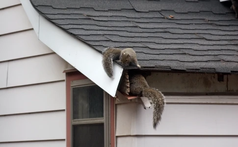 Squirrels entering a roof gap