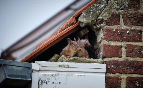 Active squirrel hole in a roof edge
